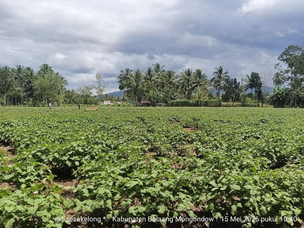 kebun sulawesi