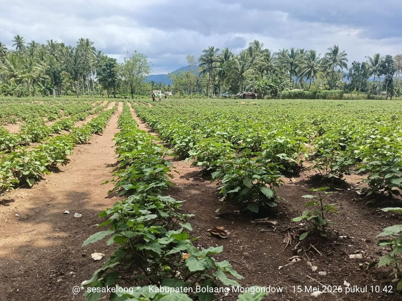 kebun1