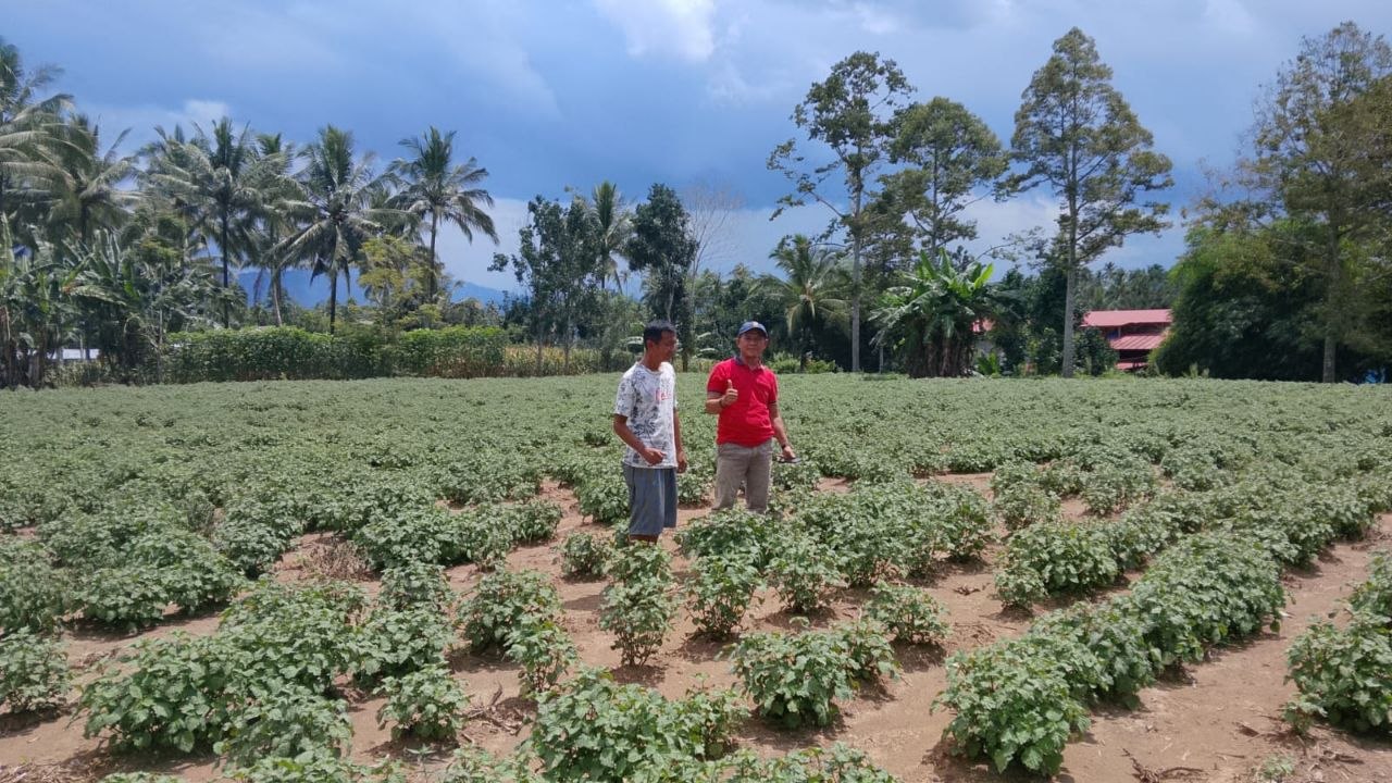 kebun2